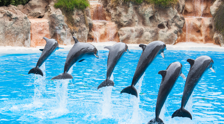 Dolphin Cove