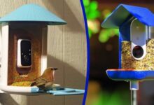 Bird Feeder Camera